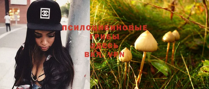 Галлюциногенные грибы Magic Shrooms Муром